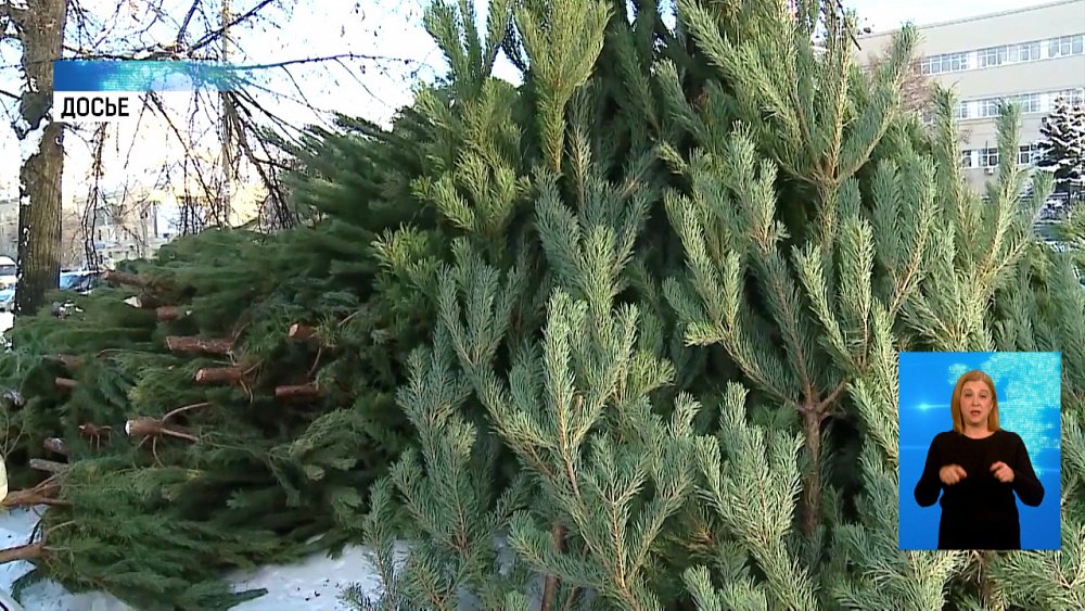 15 декабря начинают работать ёлочные базары