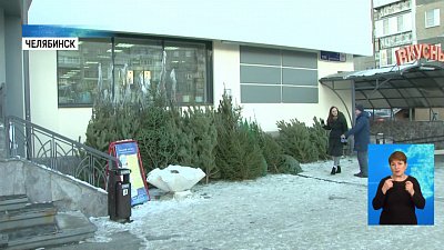 Нелегальным елочным базарам грозит штраф