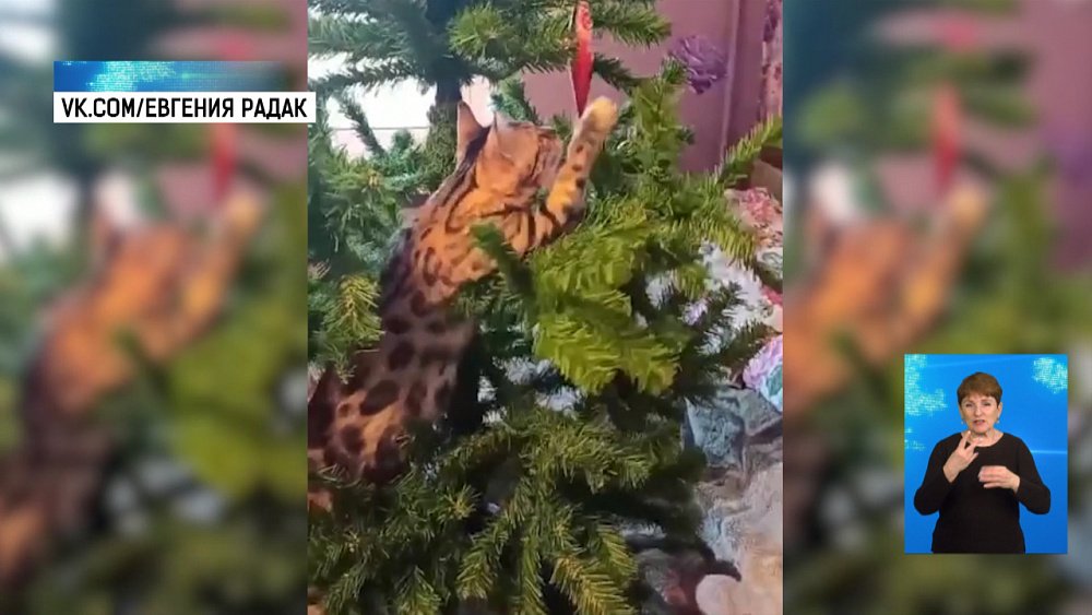 Кот и енот попытались нарядить ёлку