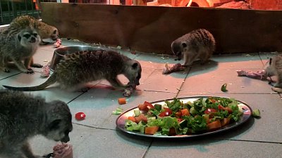 Урок скоростного поедания курицы от семейства сурикатов: видео Челябинского зоопарка