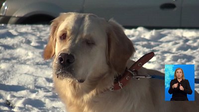 Собака ослепла после ДТП