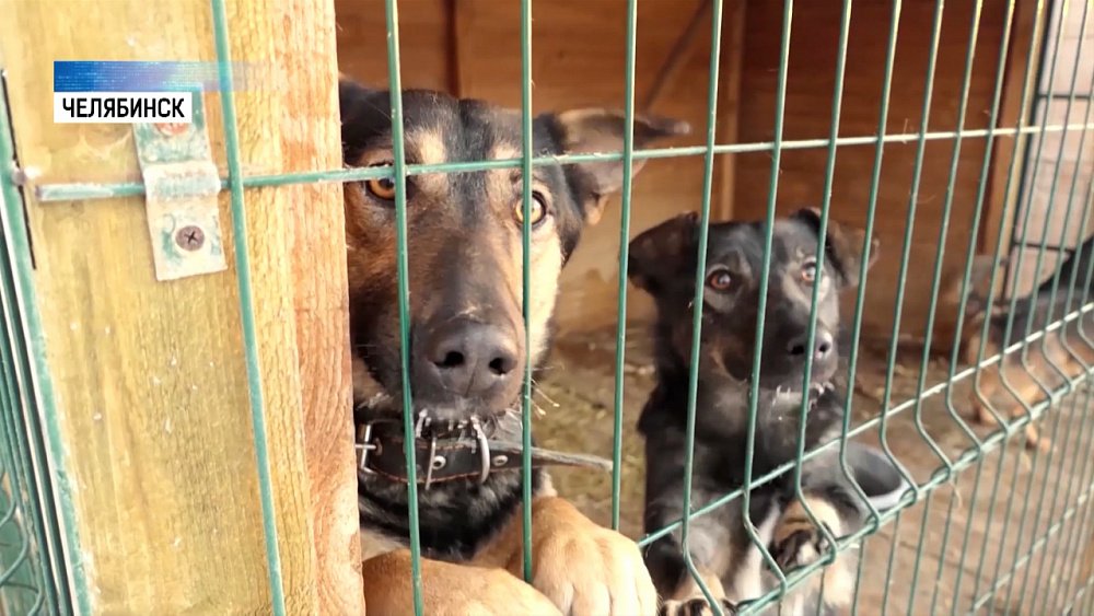 Малыши из Челябинска привезли в приют корм
