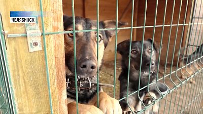 Малыши из Челябинска привезли в приют корм