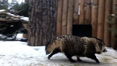 Самая короткая прогулка енотовидной собаки попала на видео