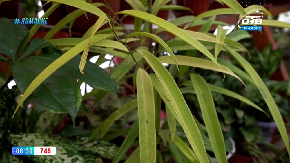 Руки садовода — растения с фитонцидными качествами