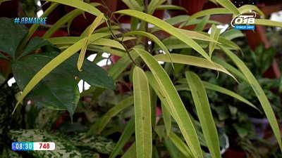 Руки садовода — растения с фитонцидными качествами