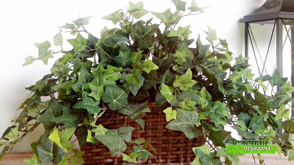 Зеленая передача 24.12.2020