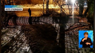 Сосна упала на участок в детском саду