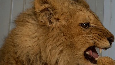 Самые добрые видео 2020 Самые добрые видео 2020