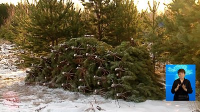 Задержали «черных» лесорубов