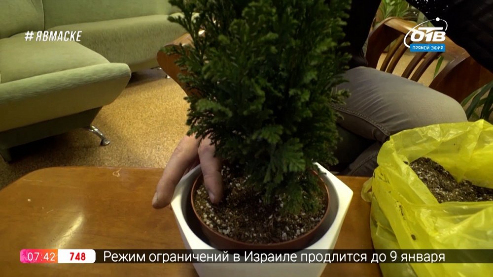 Руки садовода — ёлочка в горшке