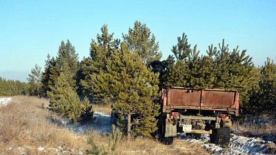 В канун новогодних праздников «черные» лесорубы спилили 71 ель