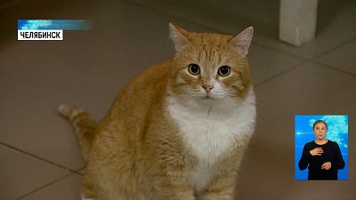 У челябинских котов нашли коронавирус