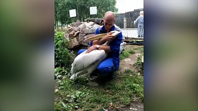 Лучшие видео Челябинского зоопарка-2020 Лучшие видео Челябинского зоопарка-2020