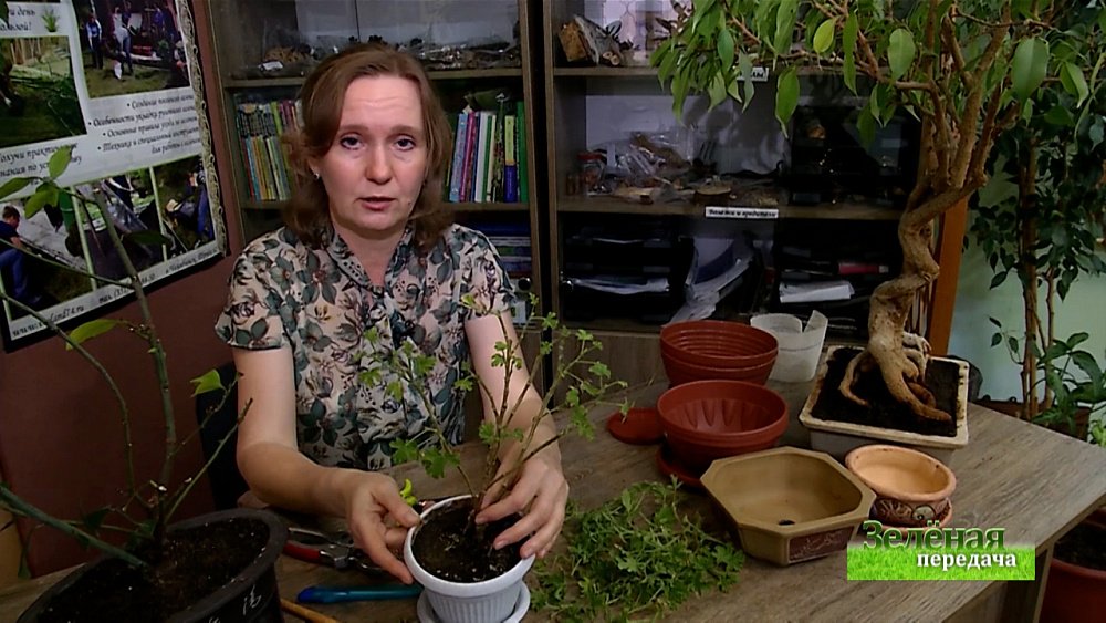 Зеленая передача 07.01.2021