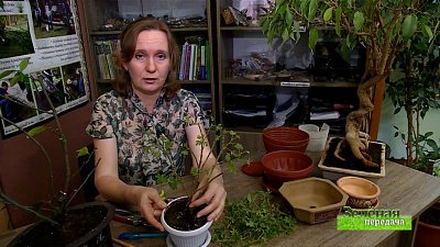 Зеленая передача 07.01.2021