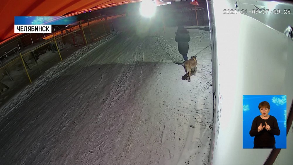 Собаку подкинули к дверям ветклиники