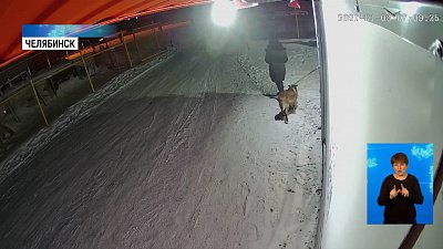 Собаку подкинули к дверям ветклиники