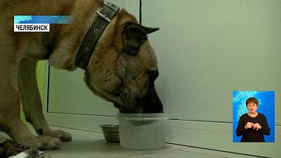 Хозяйка подкинутого Грея вышла на связь