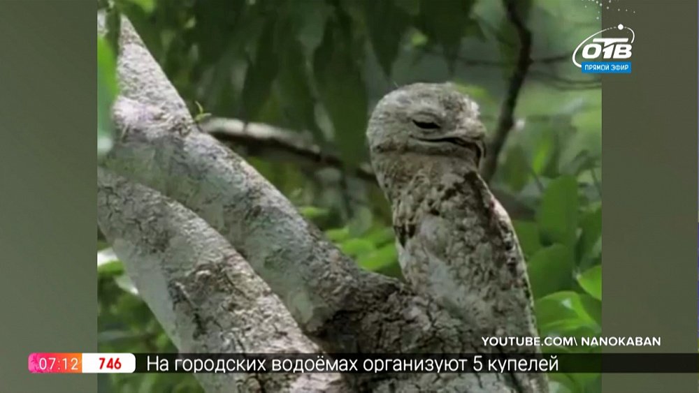 Чей хвост? — Исполинский козодой