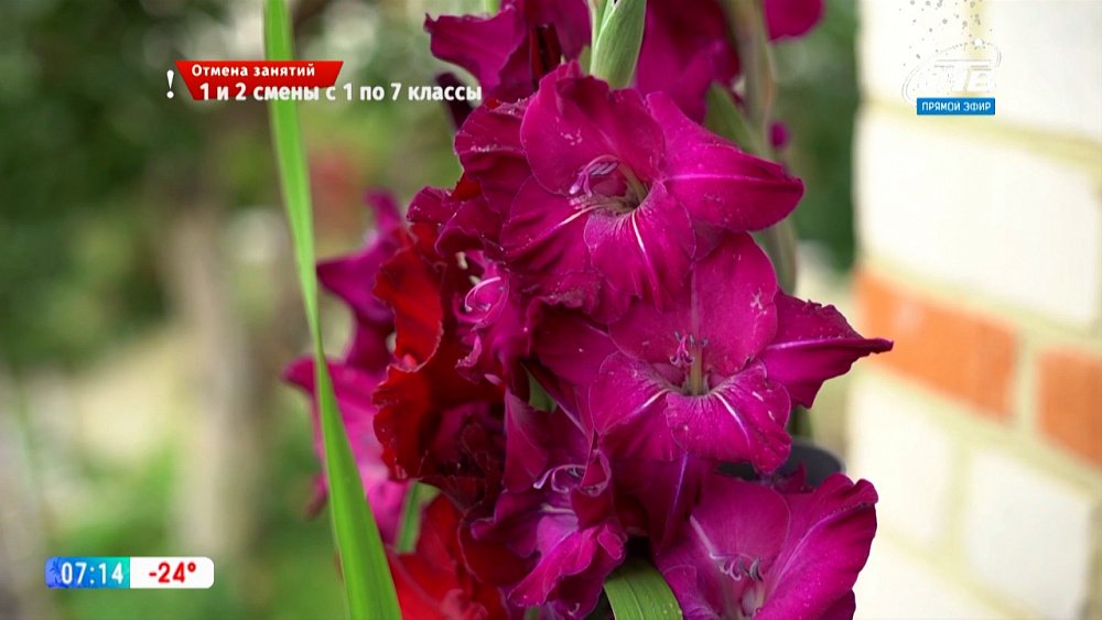 Руки садовода — Время выбирать гладиолусы