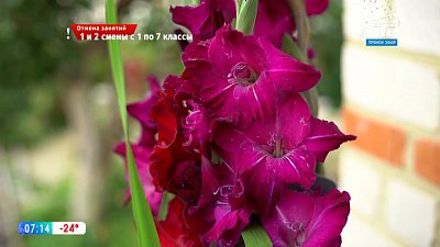 Руки садовода — Время выбирать гладиолусы