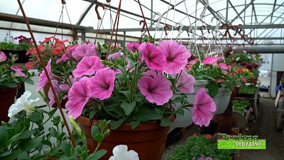 Зеленая передача 14.01.2021