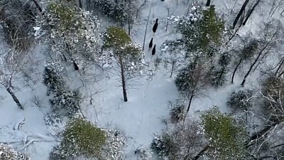 Миграцию лосей сняли на видео сотрудники «Таганая»
