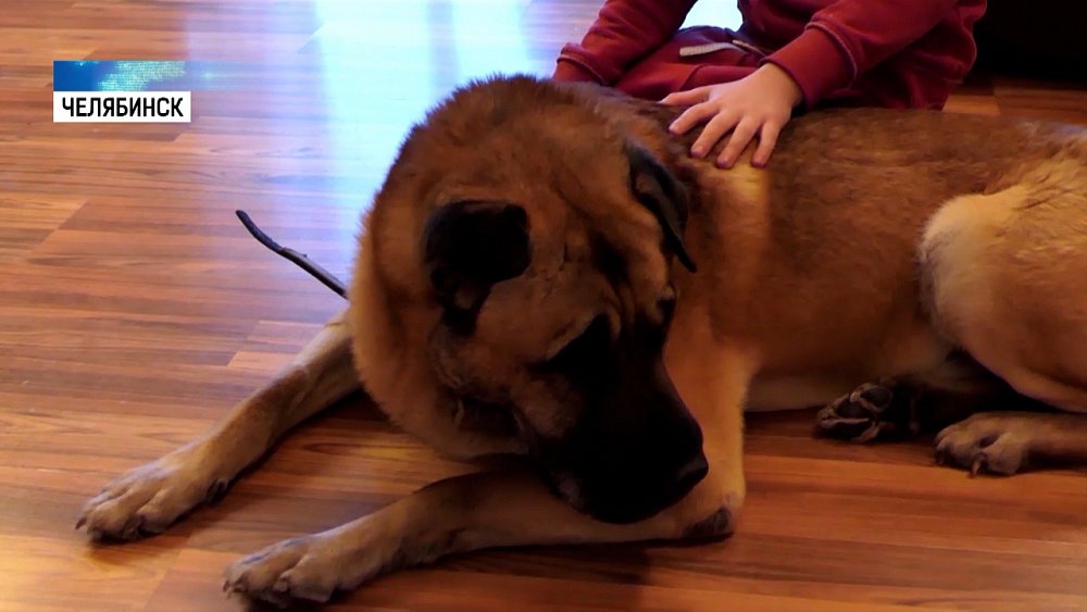 «Подкидыша» Грея забрали в новую семью