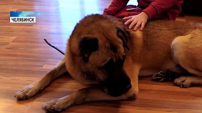 «Подкидыша» Грея забрали в новую семью