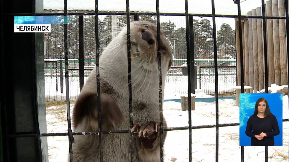 Как животные в зоопарке переносят морозы