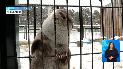 Как животные в зоопарке переносят морозы