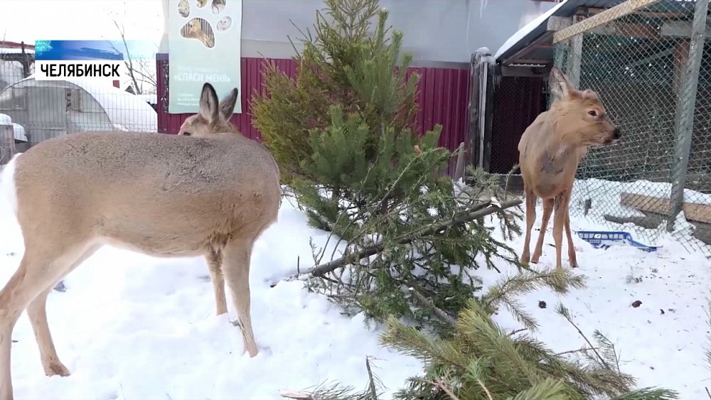 Челябинцы могут пожертвовать ёлку приюту