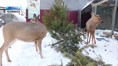 Челябинцы могут пожертвовать ёлку приюту