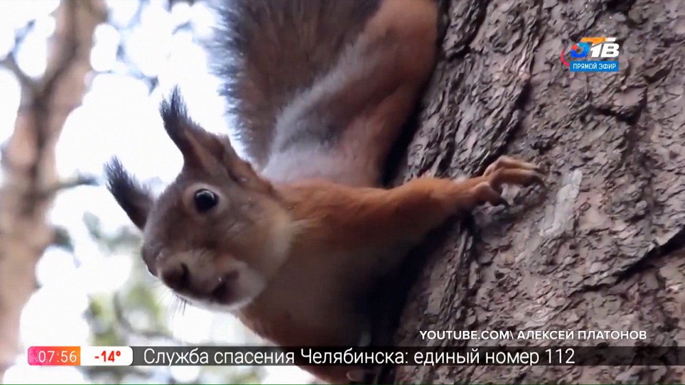 Чей хвост — Кистеухая белка