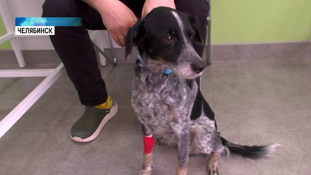 Челябинка спасла собаку от обморожения