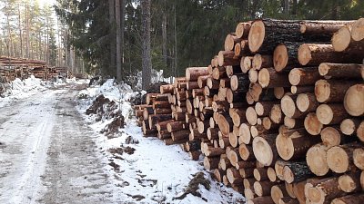 Экспорт леса из Челябинской области сократился в два раза 