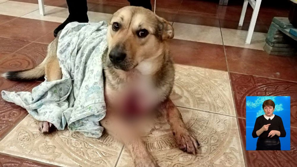 Неизвестные расстреляли собак