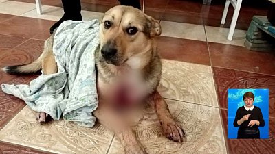 Неизвестные расстреляли собак