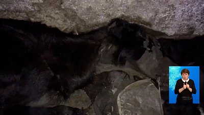 Полиция возбудила дело по погибшим псам