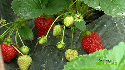 Зеленая передача 21.01.2021