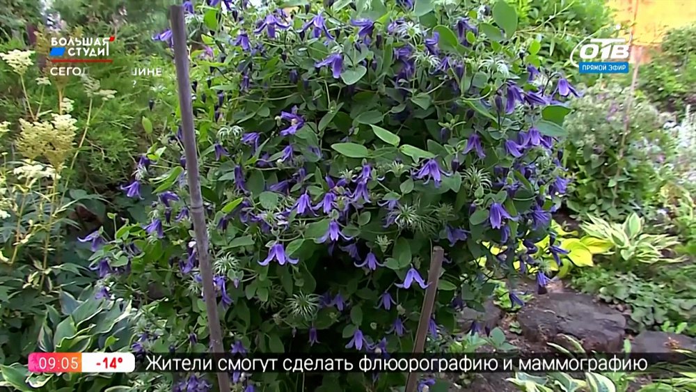 Руки садовода — Как посеять княжики