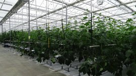 Тепличный комплекс «Агаповский» продали за 304 млн рублей Тепличный комплекс «Агаповский» продали за 304 млн рублей