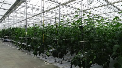 Тепличный комплекс «Агаповский» продали за 304 млн рублей