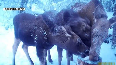 Лосиное семейство засняли в нацпарке «Таганай»