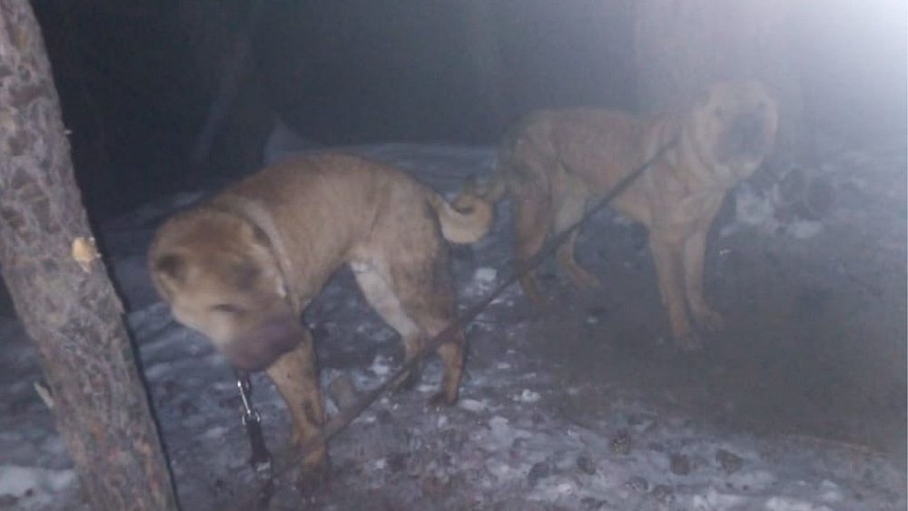 животные кыштым