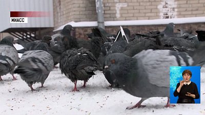 Миассцы пожаловались на вора голубей
