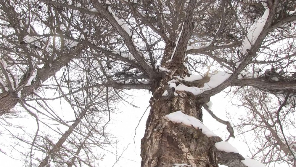 Неизвестные вырубили 100-летние лиственницы