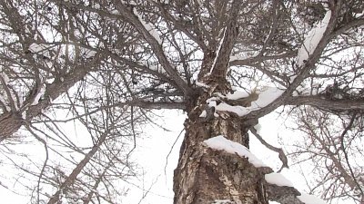 Неизвестные вырубили 100-летние лиственницы