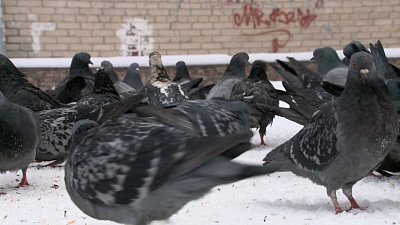 Зачем воровать голубей?